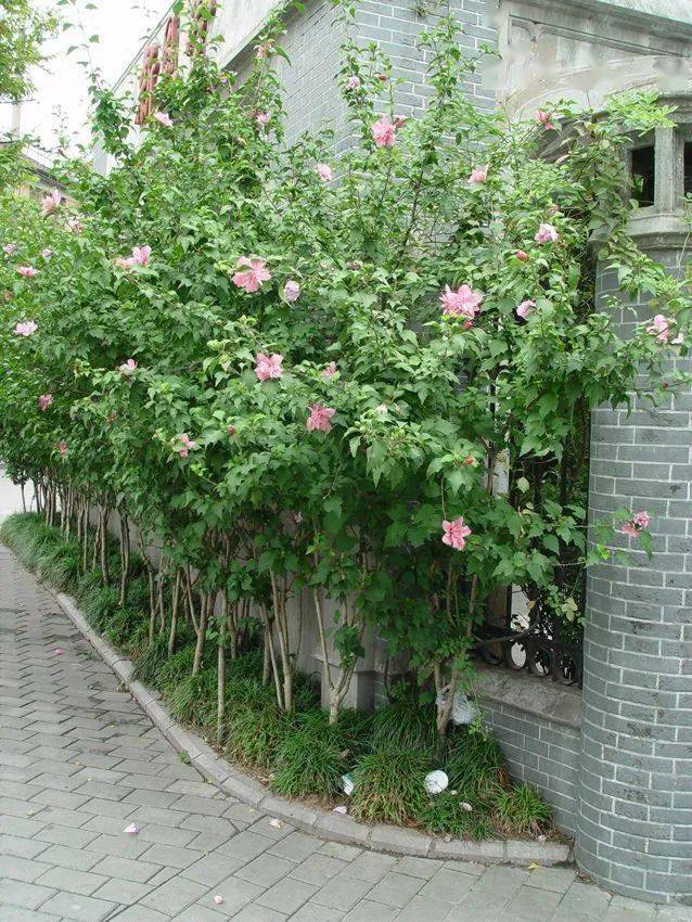 园林科普 盘点树木在园林开云 开云体育官网绿化中的分类（一）(图11)