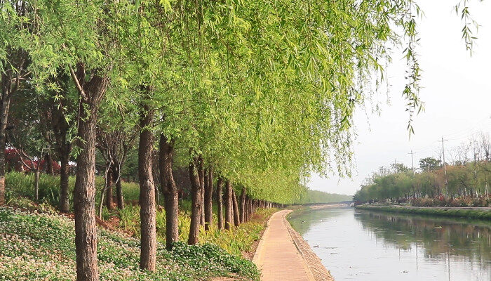 Kaiyun 开云体育绿化树是什么(图2) Kaiyun 开云体育绿化树是什么(图2)