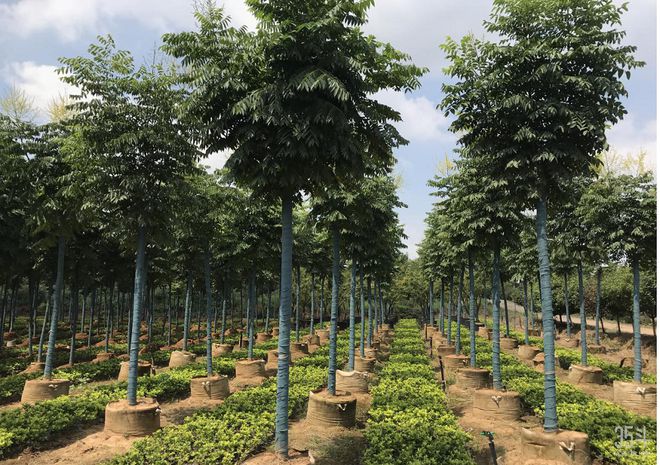 园林产业市场空间超万亿互联网+园林耕耘未来可期开云体育 开云平台(图3)