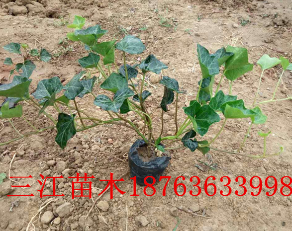 开云 开云体育平台绿化苗木(图1) 开云 开云体育平台绿化苗木(图1)