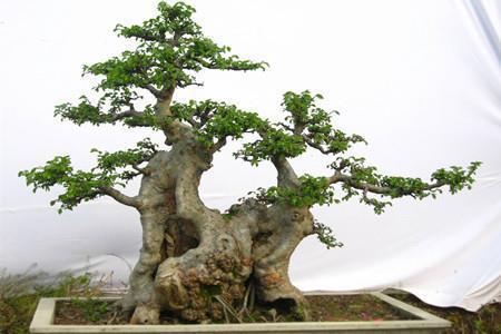极具观赏价值的盆景不开云体育 Kaiyun.com 官网入口用重金购买农村随处可见的树种也可以(图1)