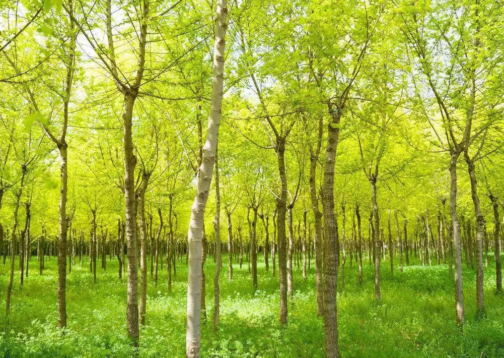 Kaiyun 开云看天下！全国多地区苗木价格及行情汇总(图2)