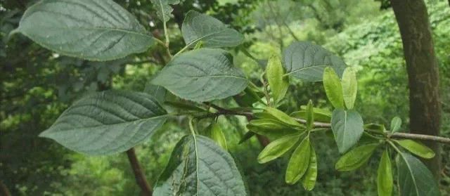 Kaiyun 开云体育路边3种“绿化树”其价值不比“檀木”差最后一种老人才懂价(图1)