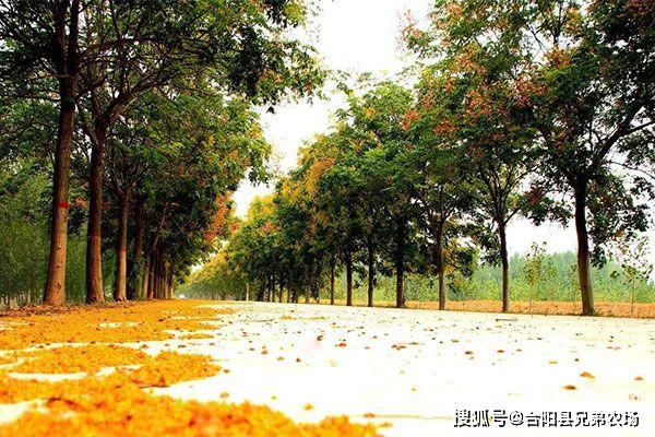 开云 开云体育官网未来5年哪些苗木前景好(图1)