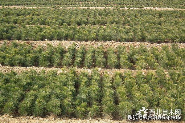 开云 开云体育官网未来5年哪些苗木前景好(图3)