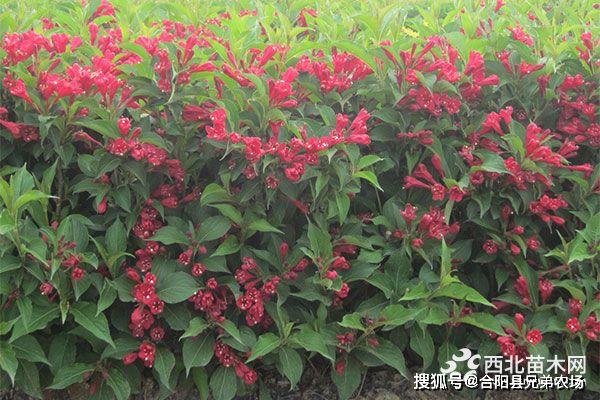 开云 开云体育官网未来5年哪些苗木前景好(图2)