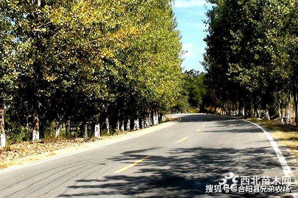 开云 开云体育官网未来5年哪些苗木前景好(图4)