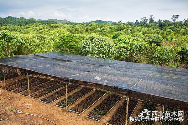 开云 开云体育官网未来5年哪些苗木前景好(图5)