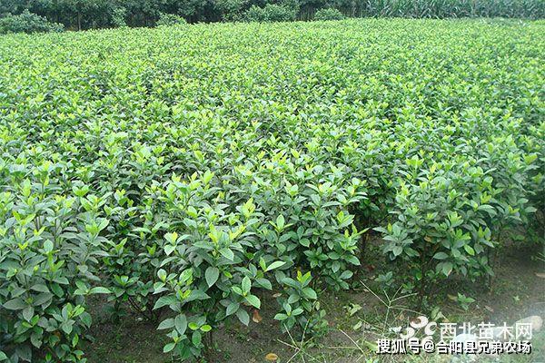 开云 开云体育官网未来5年哪些苗木前景好(图6)