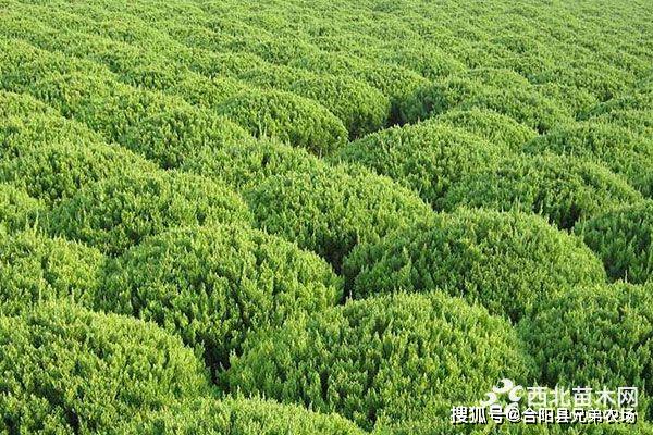 开云 开云体育官网未来5年哪些苗木前景好(图7)