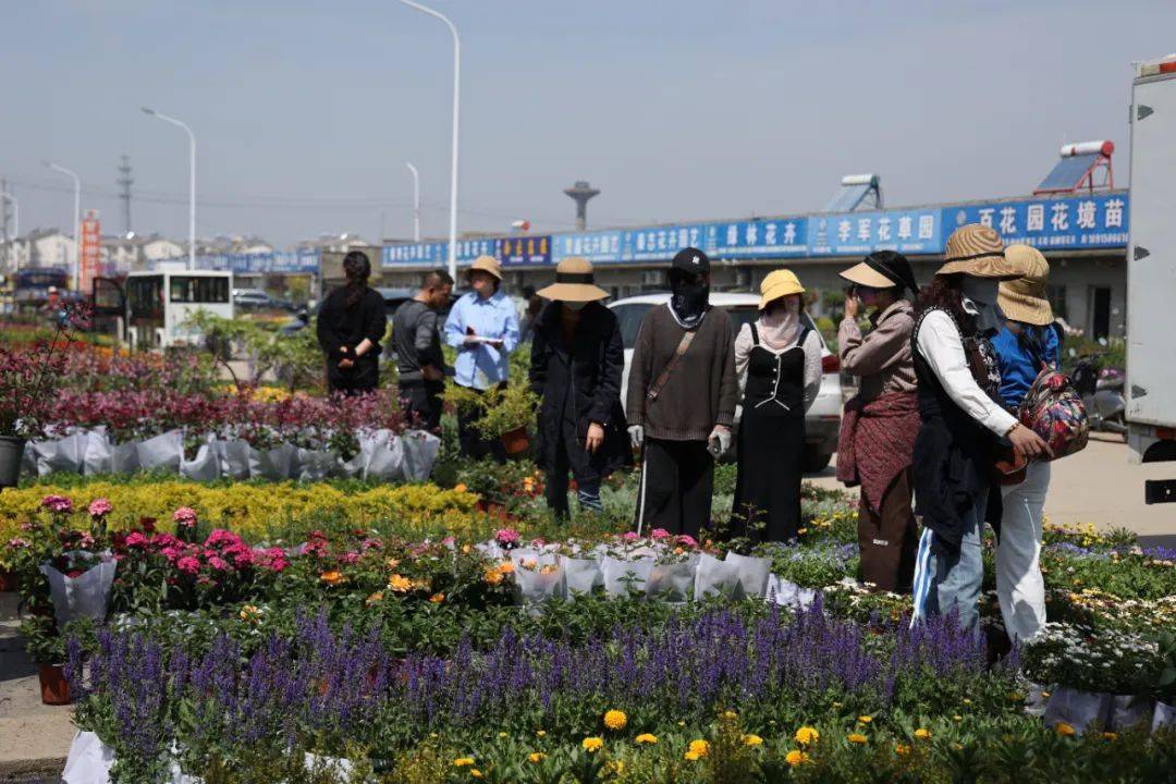 苗木到底何去何从市场到底在开云体育 开云平台哪？(图1)