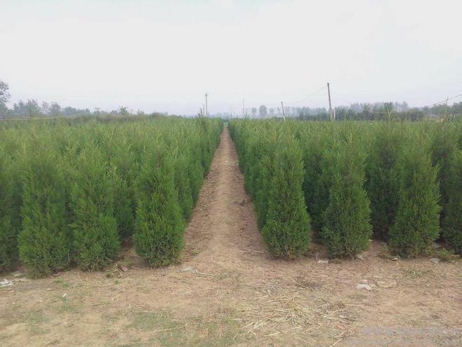 开云体育 Kaiyun.com 官网入口在农村种植绿化苗木有发展前途吗？最具市场潜力的苗木有哪些？(图3)