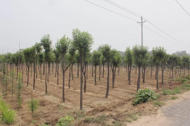 开云体育 Kaiyun.com 官网入口在农村种植绿化苗木有发展前途吗？最具市场潜力的苗木有哪些？(图2)