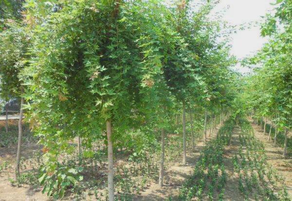开云体育 Kaiyun.com 官网入口在农村种植绿化苗木有发展前途吗？最具市场潜力的苗木有哪些？(图4)