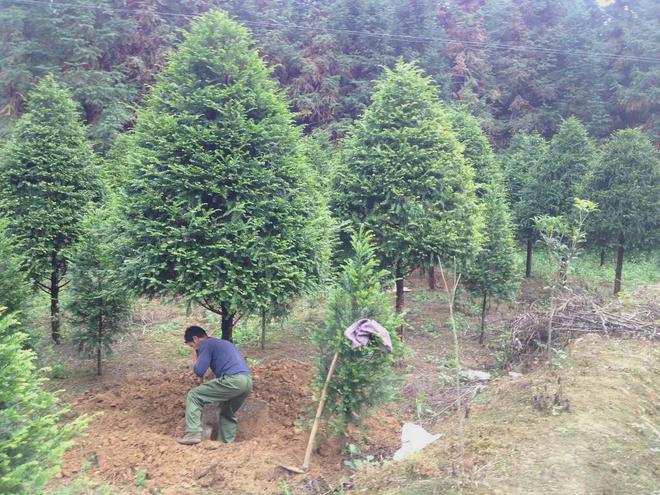 开云体育 Kaiyun.com 官网入口在农村种植绿化苗木有发展前途吗？最具市场潜力的苗木有哪些？(图5)