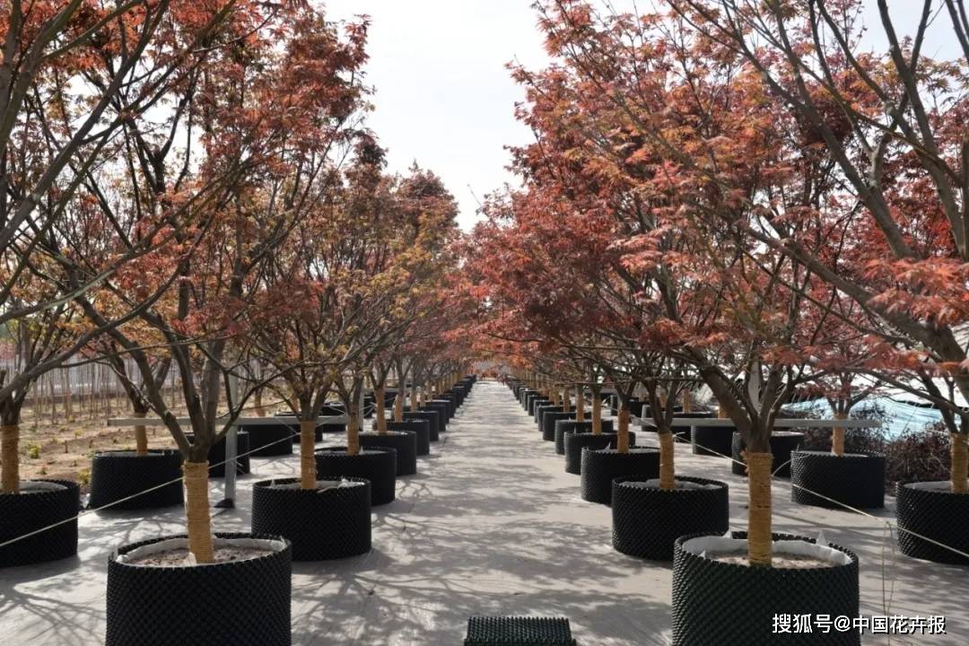 开云体育 Kaiyun.com 官网入口28项行业标准198项地方标准助推北京园林绿化高质量发展(图1)