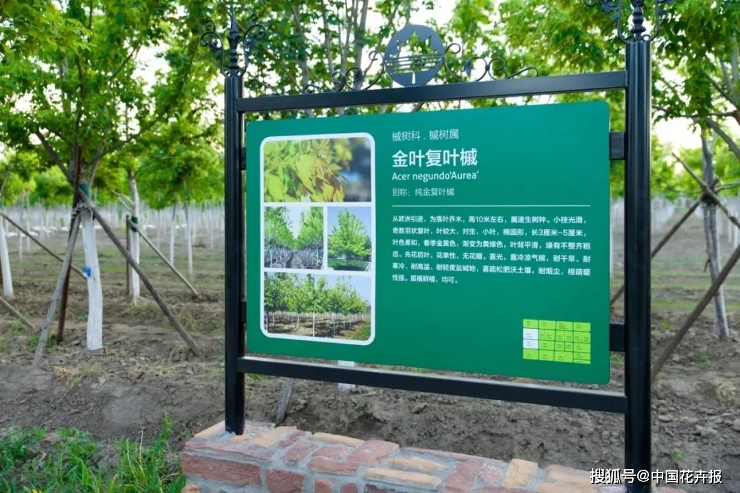 开云体育 Kaiyun.com 官网入口28项行业标准198项地方标准助推北京园林绿化高质量发展(图4)