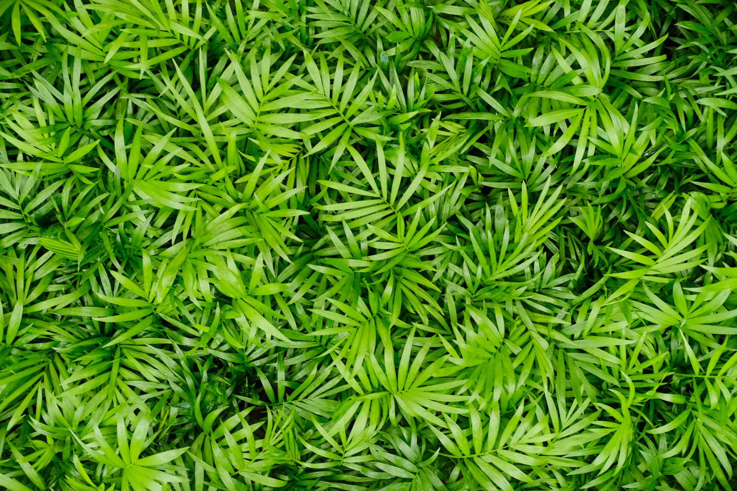 十六种常见的绿化Kaiyun 开云体育植物(图1)
