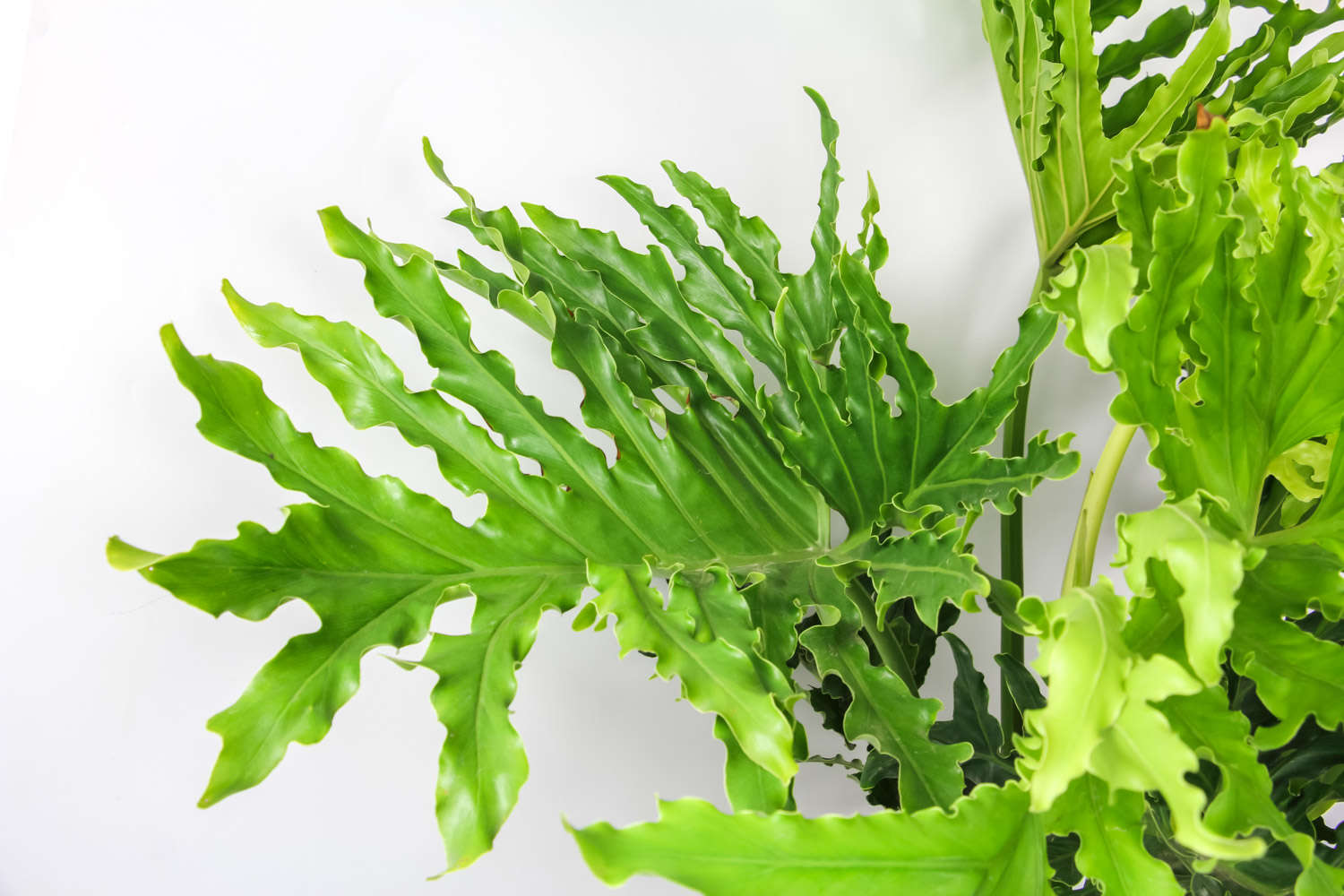 十六种常见的绿化Kaiyun 开云体育植物(图2)