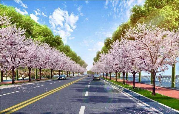 常青树木配樱花市民为长江新区道路画了幅效果图开云APP 开云官网入口(图1)