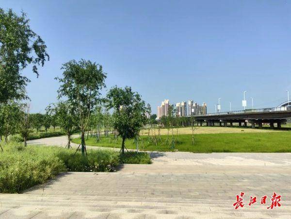 常青树木配樱花市民为长江新区道路画了幅效果图开云APP 开云官网入口(图3)