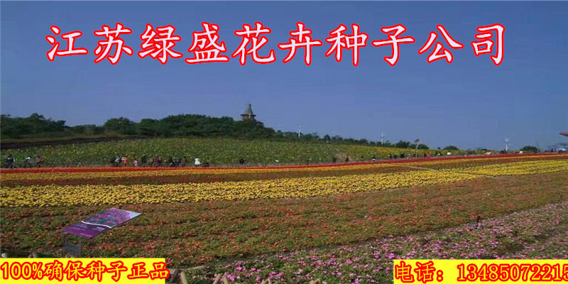 建设镇庭院绿化规划设计详情开云 开云体育官网(图1)