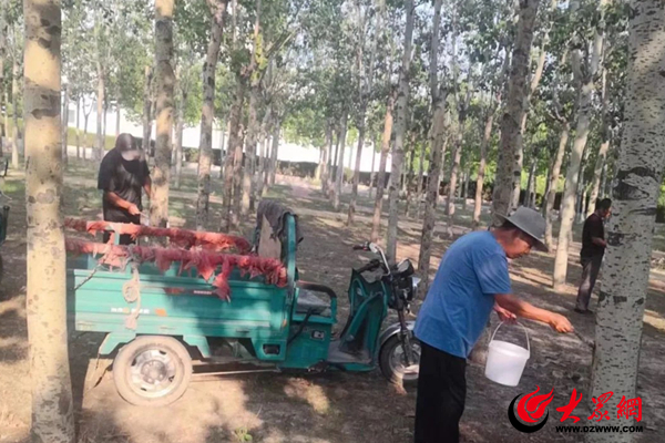 无棣县综合行政执法局多措并举开云体育 Kaiyun.com 官网入口做好夏季园林绿化养护管理工作(图1)