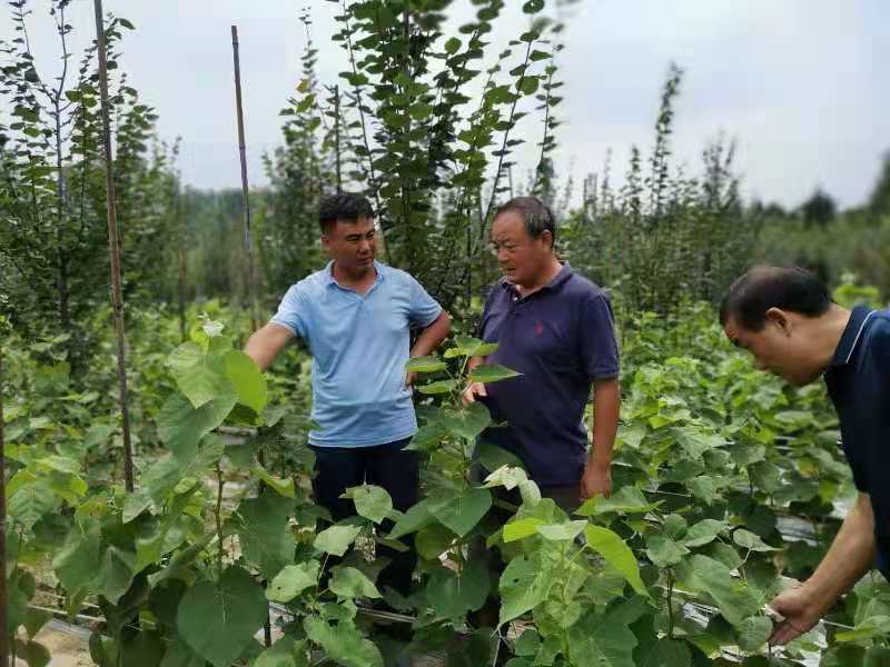 抗逆性强还易于养护的乡土树种不能总当Kaiyun 开云配角(图2)