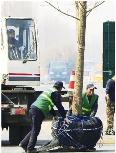 开云 开云体育平台好消息！沈阳城西打造一条最长银杏景观大道！(图2)