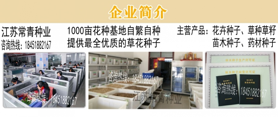开云 开云体育平台常见绿化草花植物有哪些紫罗兰种子(图1)