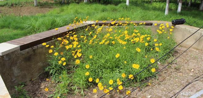 Kaiyun 开云山西省乡村绿地类型、绿化设计模式及树种选择应用汇总(图4)