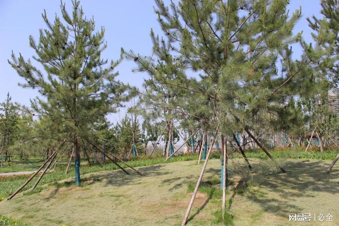 Kaiyun 开云山西省乡村绿地类型、绿化设计模式及树种选择应用汇总(图2)