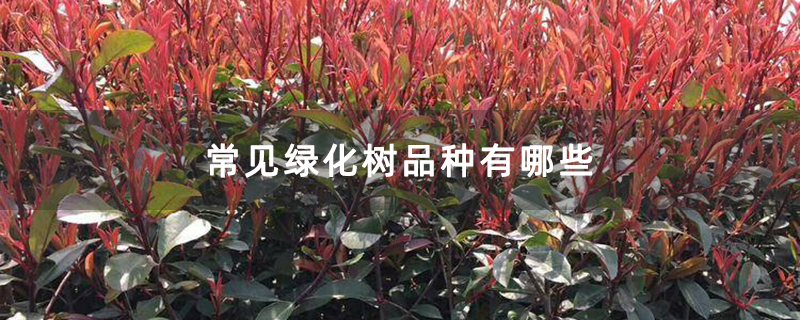 Kaiyun 开云体育常见绿化树品种有哪些(图1)