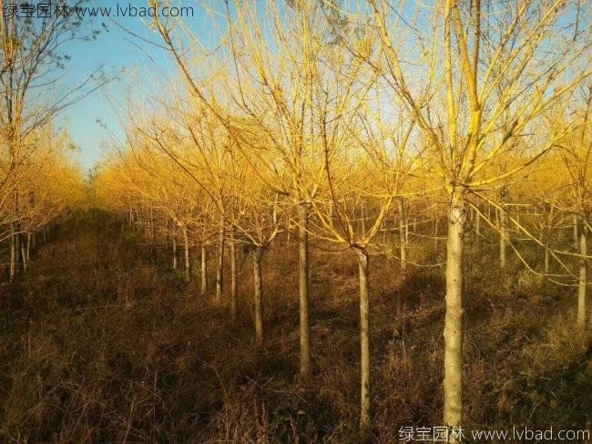 开云APP 开云官网入口园林绿化苗木品种大全(图2)