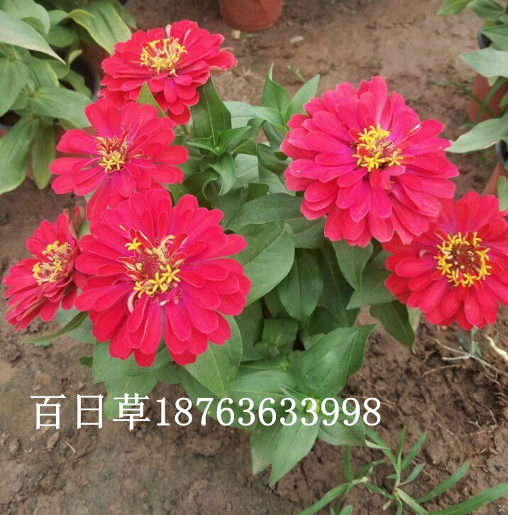 开云 开云体育官网绿化花海栽培技术(图1) 开云 开云体育官网绿化花海栽培技术(图1)