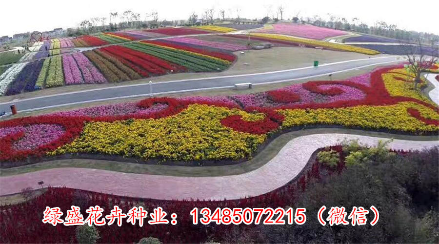 开云APP 开云官网入口城区庭院绿化规划设计详情(图2)