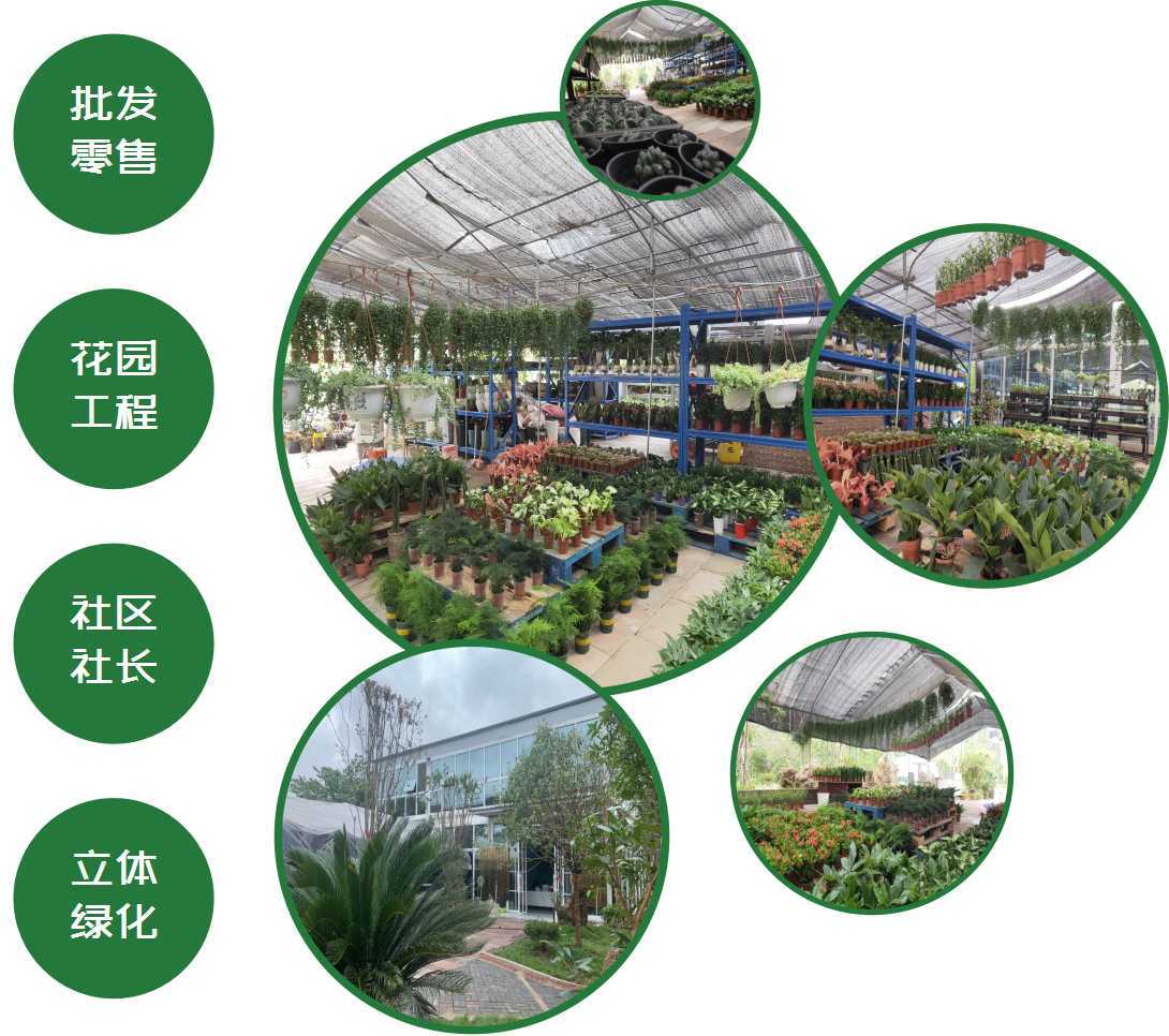 买苗卖开云体育 开云官网苗就上苗木之家一站式园林行业综合交易服务平台(图4)