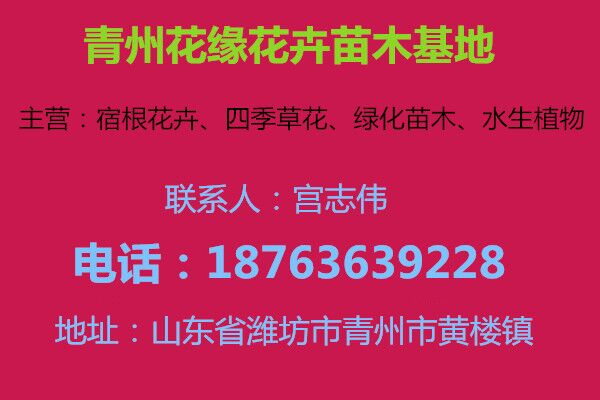 百度推荐绿开云体育 开云平台化苗木(图1) 百度推荐绿开云体育 开云平台化苗木(图1)