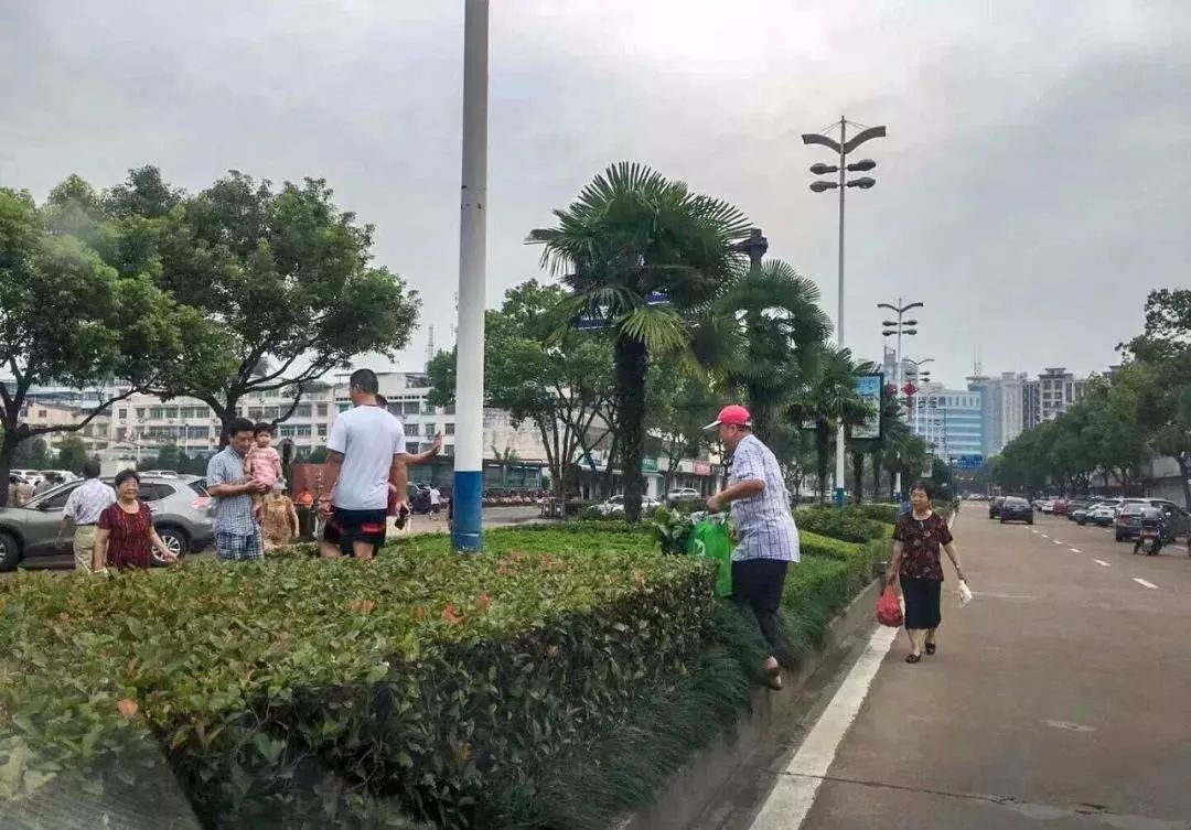 【注意】马路绿化带竟成“夺命带”？司机的开云 开云体育平台噩梦啊！市政建设还是长长心吧！(图6)