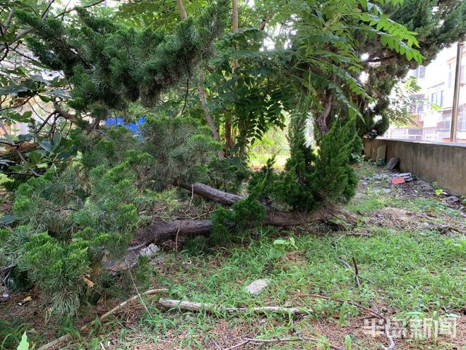 小区种菜可以有 李沧近千平米小区花坛要变Kaiyun 开云体育“城市菜园”(图3) 小区种菜可以有 李沧近千平米小区花坛要变Kaiyun 开云体育“城市菜园”(图3)