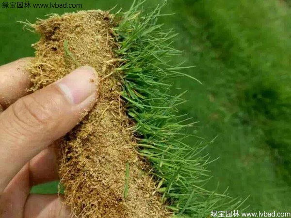 Kaiyun 开云种草坪一般多少钱一平方米(图1)