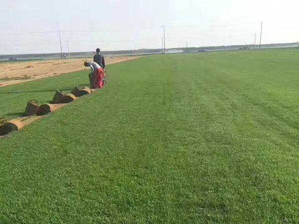 Kaiyun 开云种草坪一般多少钱一平方米(图3)