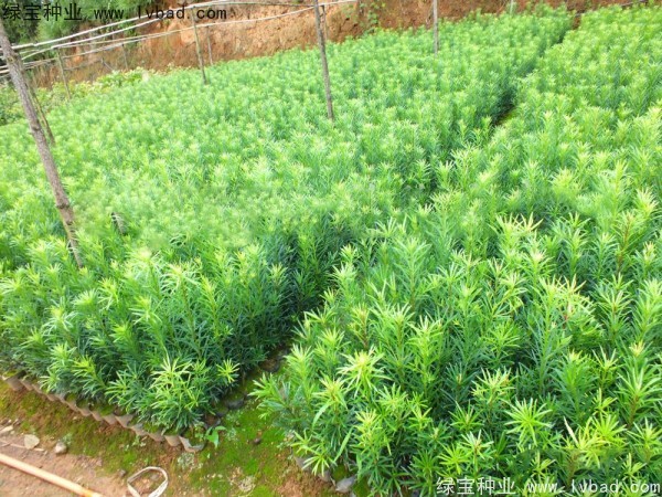 开云 开云体育官网常见的100种园林树木(图2)