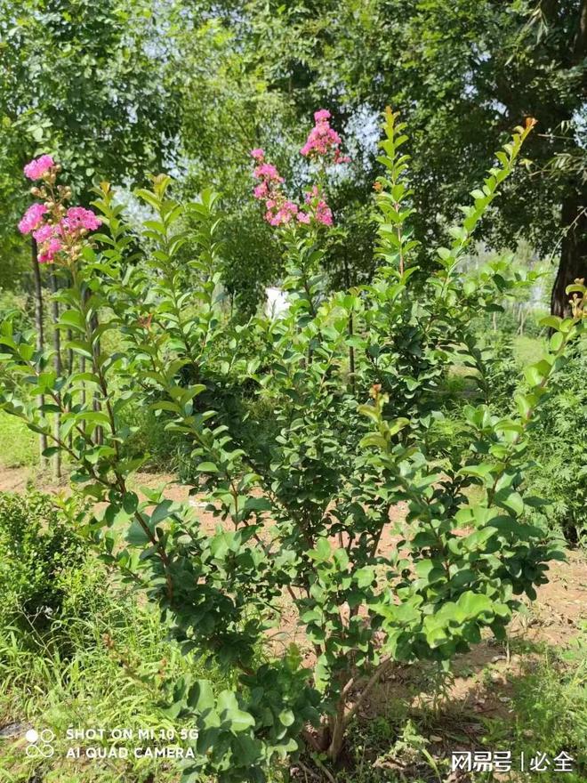 陕西地区园林绿化植物适Kaiyun 开云宜品种介绍(图1)