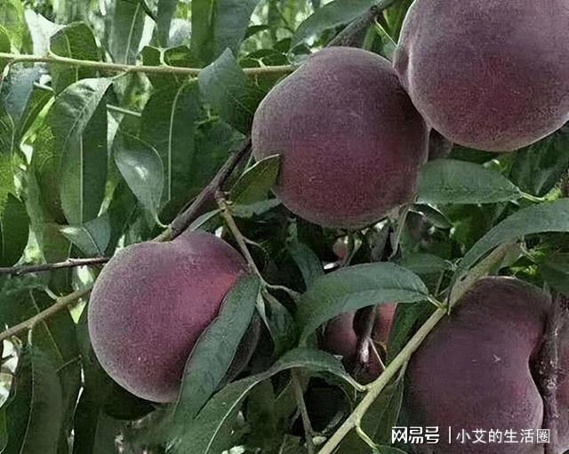 建议大家：家中有空地此树种几棵营养丰富果子富含花青素Kaiyun 开云(图5)