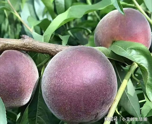 建议大家：家中有空地此树种几棵营养丰富果子富含花青素Kaiyun 开云(图4)