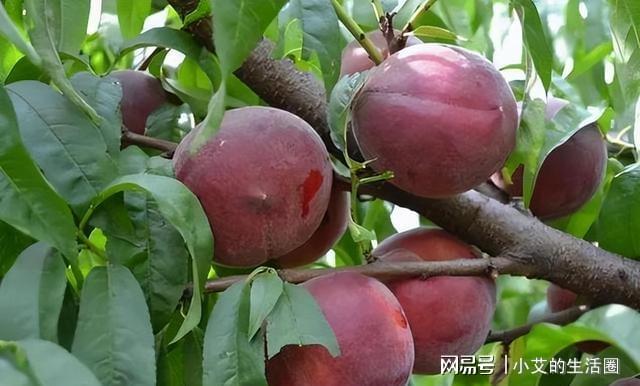建议大家：家中有空地此树种几棵营养丰富果子富含花青素Kaiyun 开云(图3)