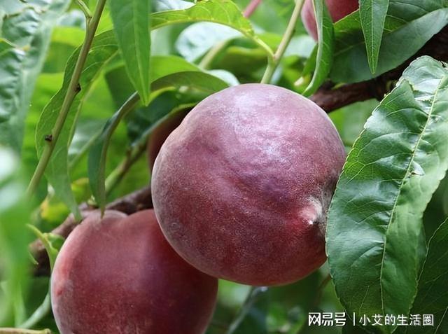 建议大家：家中有空地此树种几棵营养丰富果子富含花青素Kaiyun 开云(图6)
