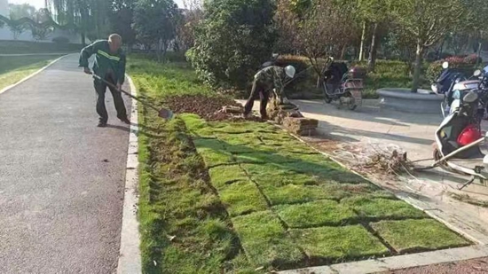 开云体育 开云官网罗山县住建局园林绿化中心：秋季补植补栽 为城市增绿添彩(图1)