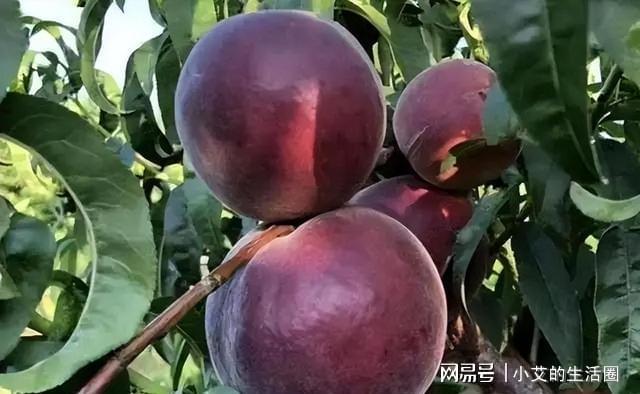 家中有空地此树种几棵营养价值高果开云APP 开云官网入口子富含花青素(图3)
